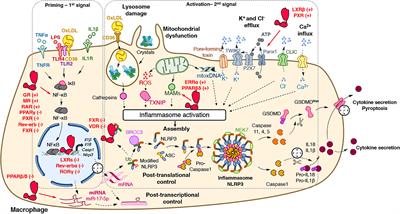 Nuclear Receptors in the Control of the NLRP3 Inflammasome Pathway